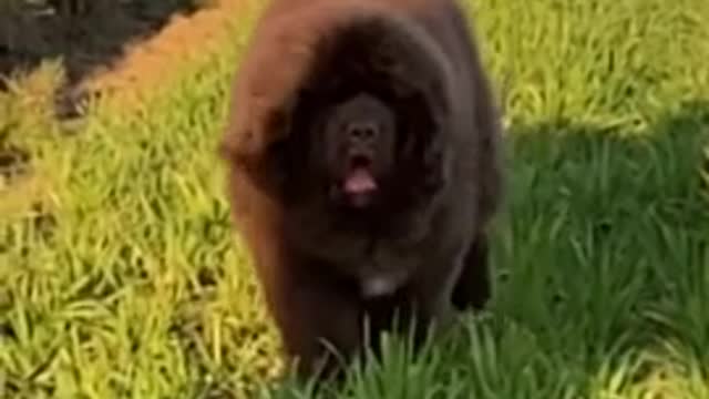 Newfie dog running in slow motion