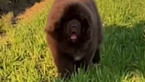 Newfie dog running in slow motion