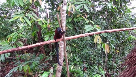 Brown Mantled Tamarin at Konipare Village, Amazon, Ecuador