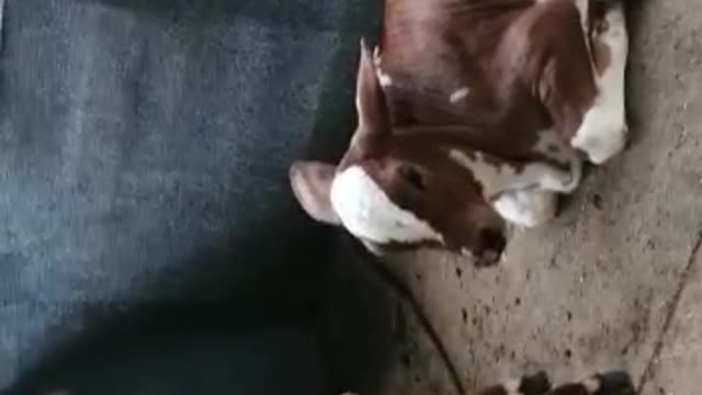 Three calves