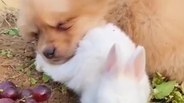 Puppy Hugging His Bunny Friend Is the Sweetest Thing Ever