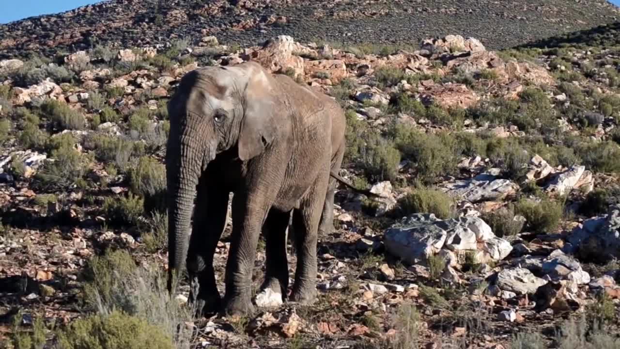 Peaceful wild animals play, bear,snake, monkey, birds,elephants