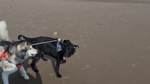 Black labrador walking Husky / Alaskan Malamute