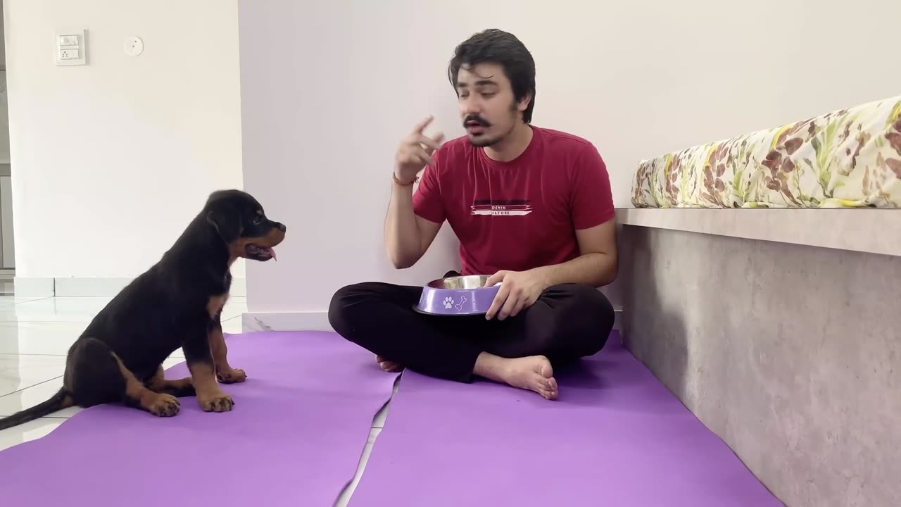 Dog feeding video