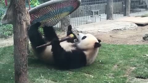 PANDA PLAYING