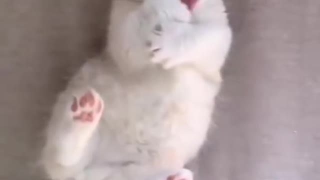 Cat short