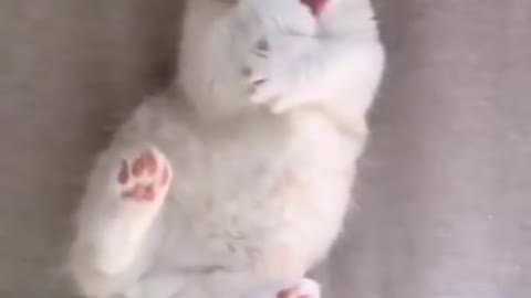 Cat short