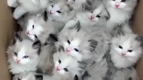 😹Cats_Doing_Cat_Things😹__3_(480p)