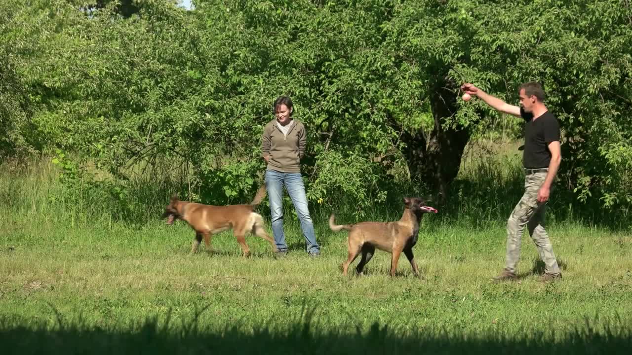 Dogs and their owners are playing with toys