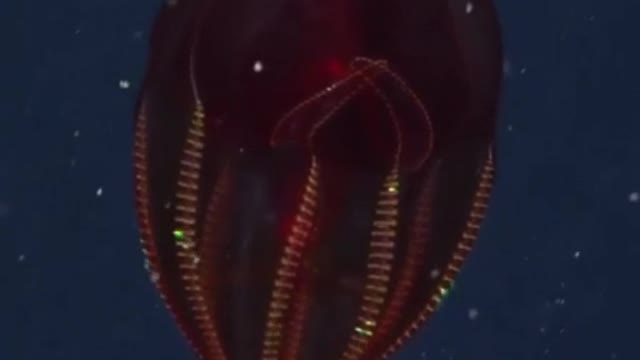 Facinating Sea Creatures