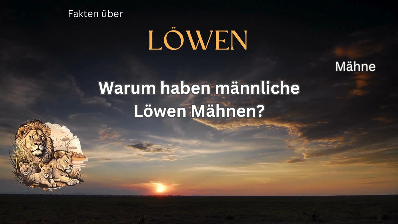 Löwen-Fakt 10 - Warum haben männliche Löwen Mähnen?