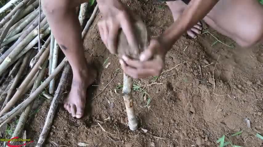 Primitive wildlife in the forest.