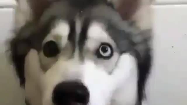 Funniest Siberian Husky Dog Videos 😁😇 Best Funny Animal Videos 2022 😺 Funny Dog Videos 2022 😁