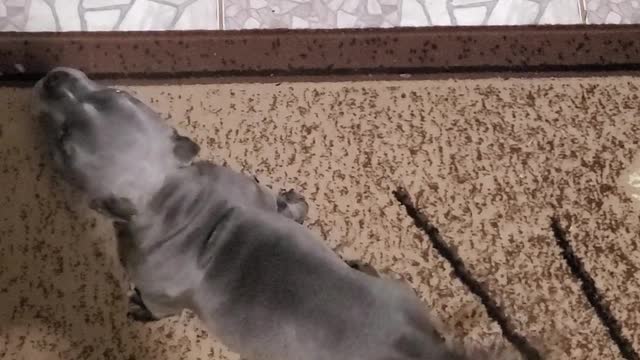 Aggressive Blue Bully pup