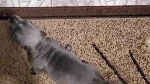 Aggressive Blue Bully pup