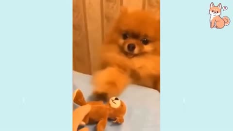 funny and smart cute dogs