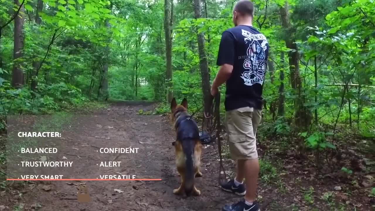 German shepherds are steadfastly loyal companions