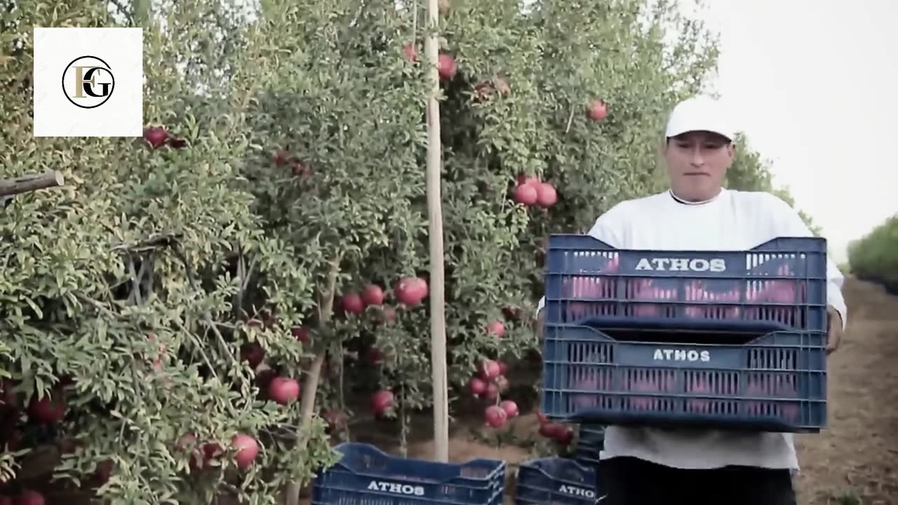 Awesome Agriculture Technology_ Pomegranate Cultiv