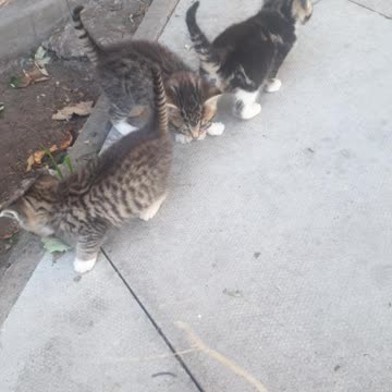 New beautiful adoreable 😻x3 kittys members of the cat family