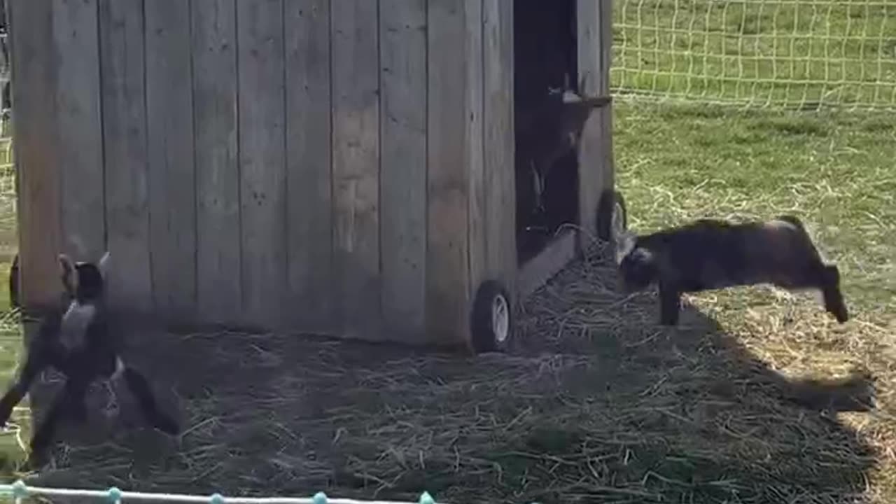 2 baby goats playing.