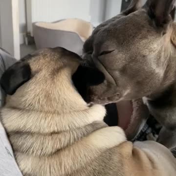 Affectionate french bulldog cleans Pugs ear