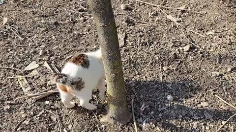 Cute pregnant cat scratching herself. Beautiful, cute and pregnant cat.