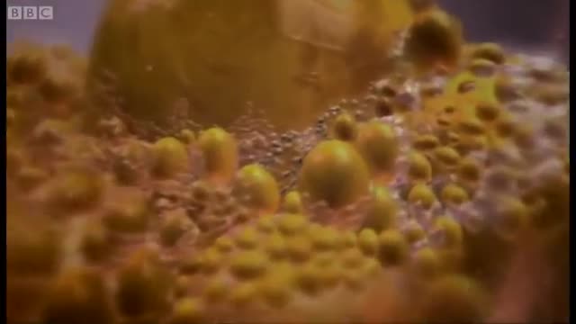 How An Egg Becomes A Baby Penguin | Animals: The Inside Story | BBC Earth