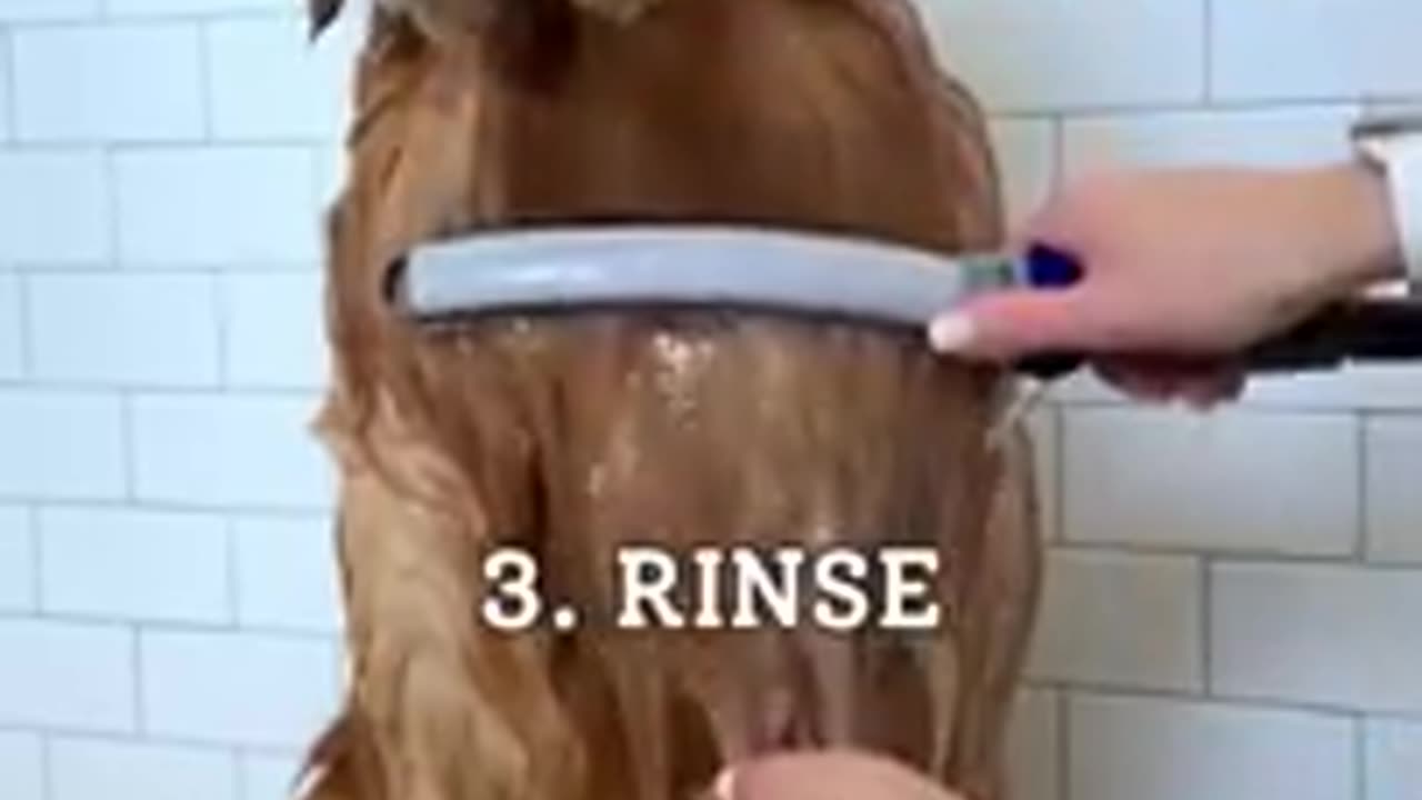 How I Groom My Golden Retriever ASMR