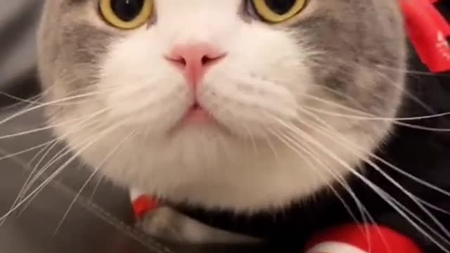 Aww Cute Cats Videos #catmeow Funny Animals Compilation😹 Try Not To Laugh Challenge