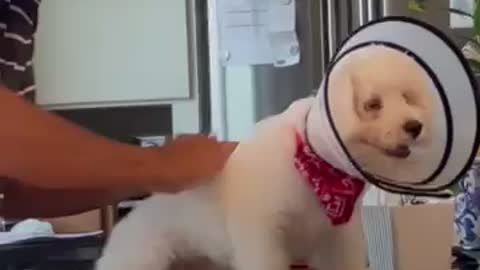 Doggie Rubdown