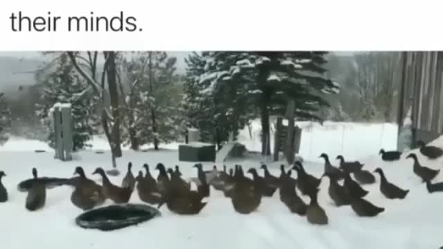 Please enjoy these ducks changing their minds #funny Videos