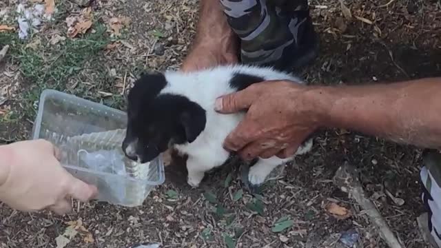 Rescuing a Puppy Trapped Between Garages