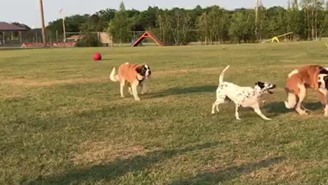 5 month old Saint Bernard puppy gets rolled