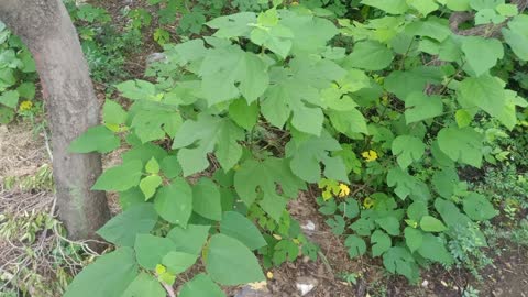 What kind of tree leaf is this?