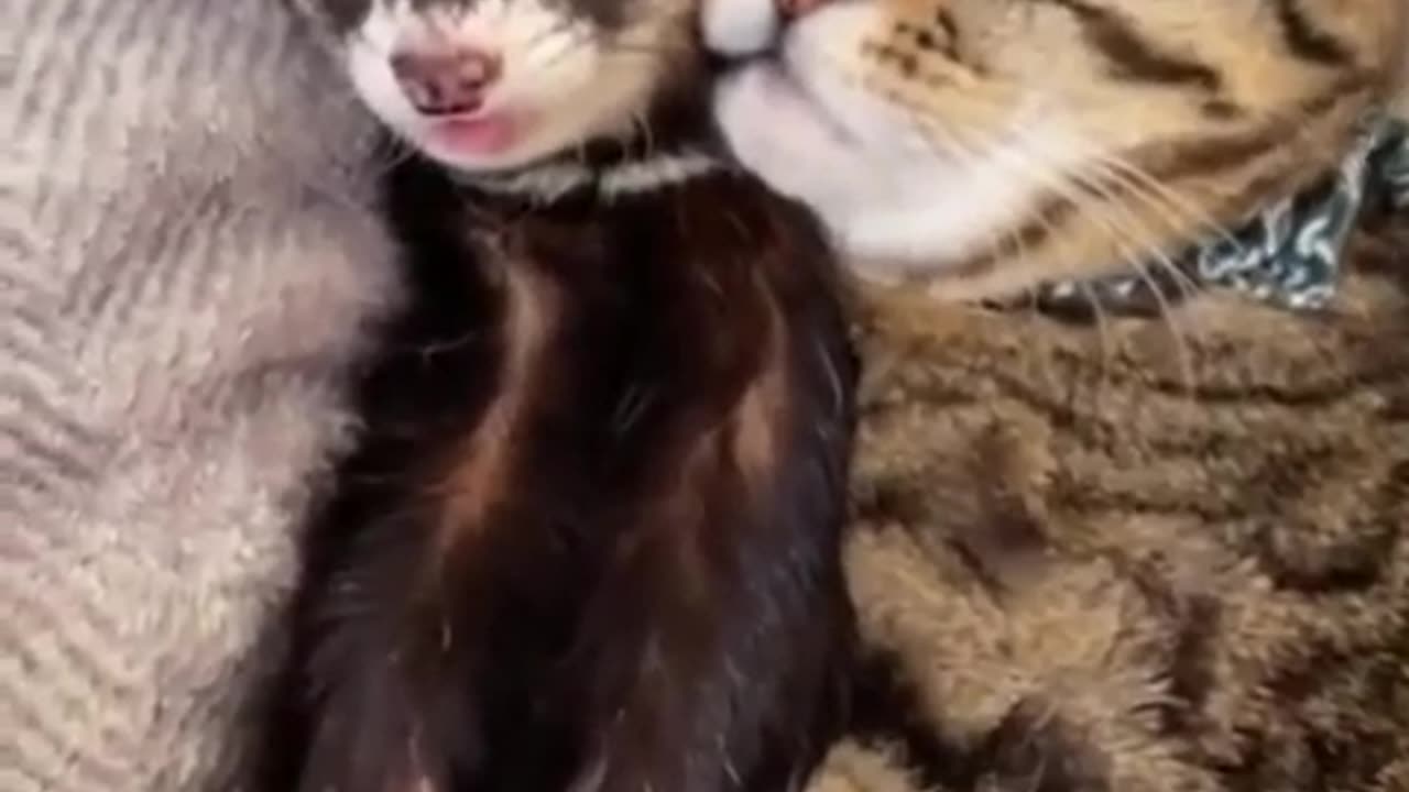TRY NOT TO LAUGH 😆 Best Funny Videos Compilation 😂😁😆 Memes