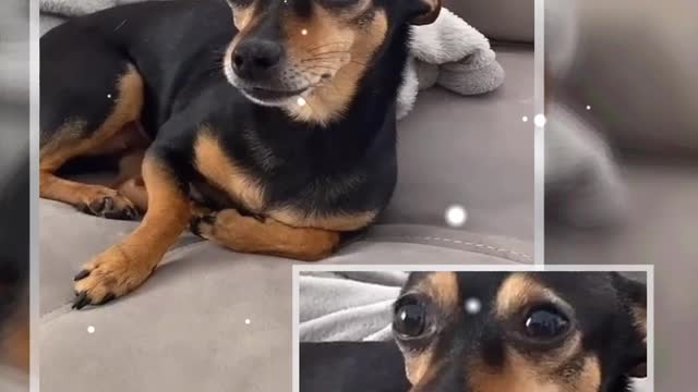 beautiful moments with my puppy