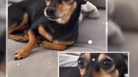 beautiful moments with my puppy