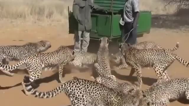 Man feeding hungry wild cheetahs