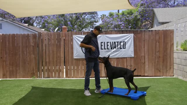 DOG TRAINING FUNDAMENTALS: LESSON 4: GOING TO PLACE