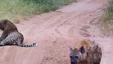 Hyena Makes Big Loop Around Leopard