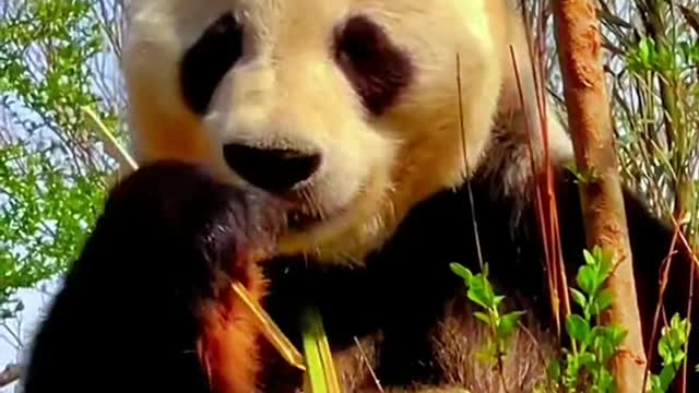 The lovely giant panda come and have a look