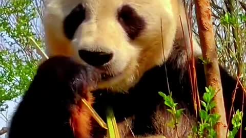 The lovely giant panda come and have a look