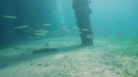 Nature underwater concept A school of fish swimming underwater in blue sea