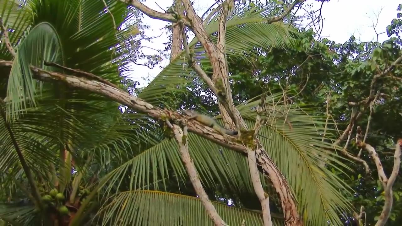 Wildlife Instincts Survival Techniques - Iguana vs. Basilisk