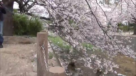 Travel Japan Guide Super Hanami