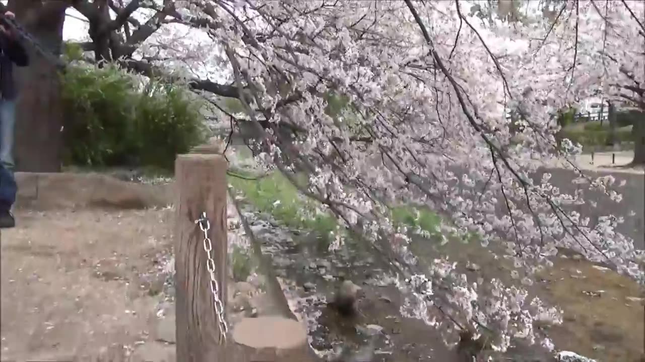 Travel Japan Guide Super Hanami