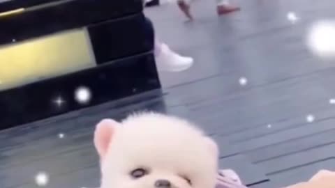 Cute animals videos