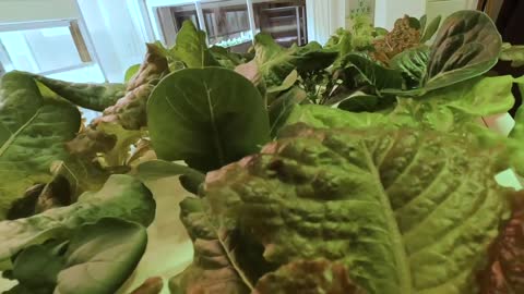 Hydroponic Greens Time Lapse 2021-02-28