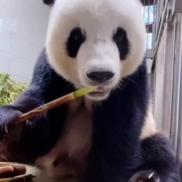 Giant panda eats bamboo shoots IV
