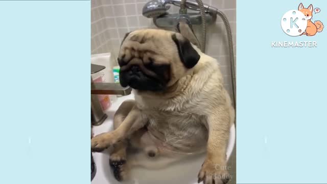 unbelievable funny dog videos try not to laugh